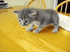 tumblr_mbl3pcwm891qzizmho3_250 tumblr_mbl3pcwm891qzizmho3_250
