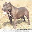 Capone Cães&amp;Cia01.jpg