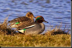 550px-Common_Teal 550px-Common_Teal
