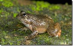 PERIYAR NIGHT FROG- Nyctibatrachus periyari PERIYAR NIGHT FROG- Nyctibatrachus periyari