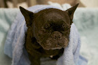 Sharkey, bathing plays an important role in the health of our coat and skin.  It removes dirt and parasites and of course, it makes us more pleasant smelling to our human companions.