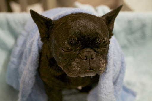 Sharkey, bathing plays an important role in the health of our coat and skin.  It removes dirt and parasites and of course, it makes us more pleasant smelling to our human companions.