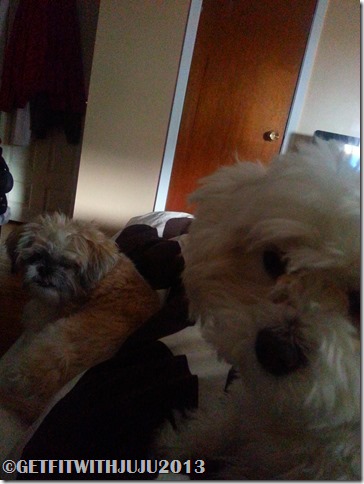DOGGIE