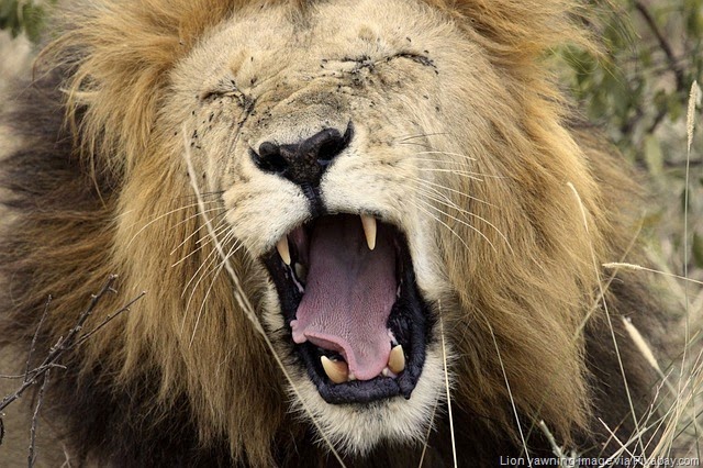 [lion-yawning%255B16%255D.jpg]