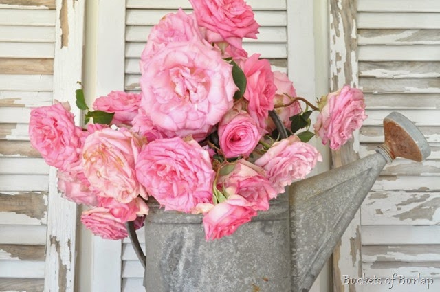 [pink%2520roses%25204%255B3%255D.jpg]