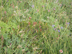 More vegetation.