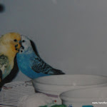 Old Budgie Pics 012.JPG