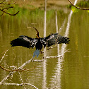 Darter or Snake bird