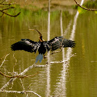 Darter or Snake bird