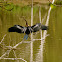 Darter or Snake bird