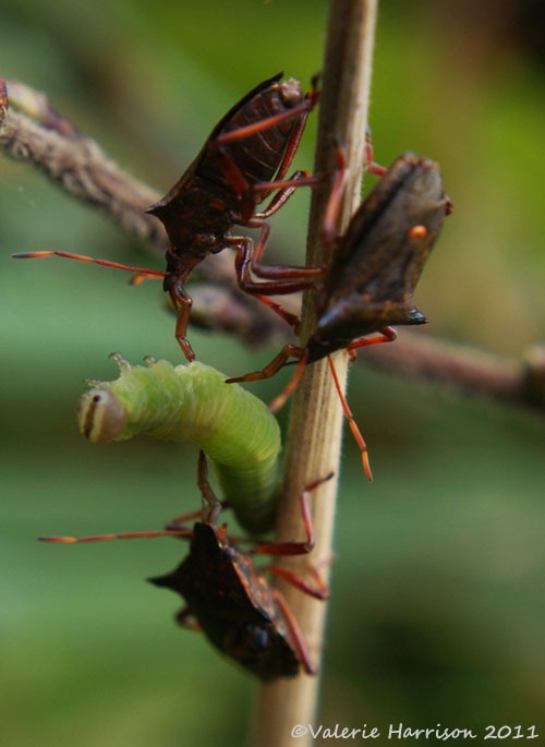 [7-spiked-shieldbugs-eating-caterpillar%255B2%255D.jpg]