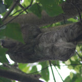 Mammals - Costa Rica