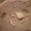 artichoke-closeup-1.JPG