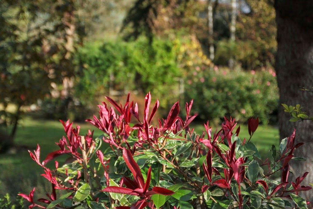 [IMG_7680%2520-%2520Copie%255B3%255D.jpg]