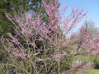 Redbuds in bloom (April) along trail 425