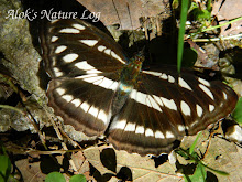 Nymphalidae%25252c%252520athyma%252520opalina%25252c%252520himalayan%252520sergent