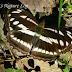 Nymphalidae%25252c%252520athyma%252520opalina%25252c%252520himalayan%252520sergent