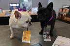 There, we'll walk right in!  Just pretend we're with the media!  Wait, Franny, we ARE the media!  We do have our own blog...why wouldn't the Daily Wag be at the Westminster Dog Show?