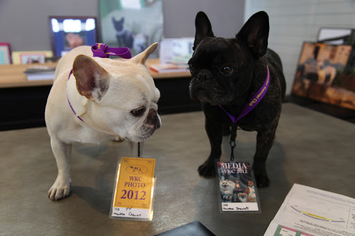 There, we'll walk right in!  Just pretend we're with the media!  Wait, Franny, we ARE the media!  We do have our own blog...why wouldn't the Daily Wag be at the Westminster Dog Show?