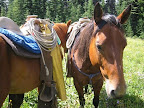 Taking a break in a lush meadow near High Prairie