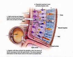 retina