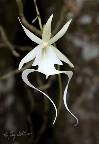 [Ghost-Orchid2.jpg]