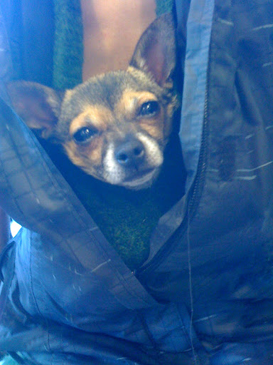 We teach our humans to employ resourceful ways to warm up and provide us with comfort.
(Professor Minnow demonstrates above)