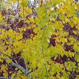 Cores de outono - Wascana Park -  Regina - Saskatchewan - Canadá
