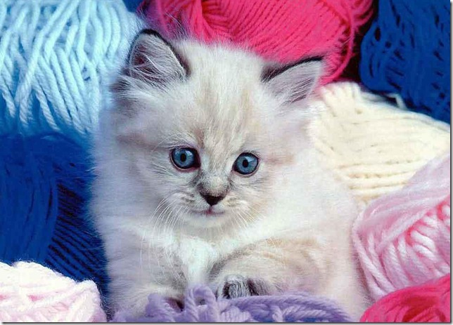 Siamese-kitten-with-wool-1