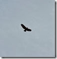 buzzard Wales Feb 2014 (1) buzzard Wales Feb 2014 (1)