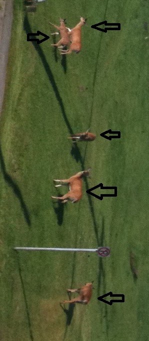 [deertracker%255B5%255D.jpg]