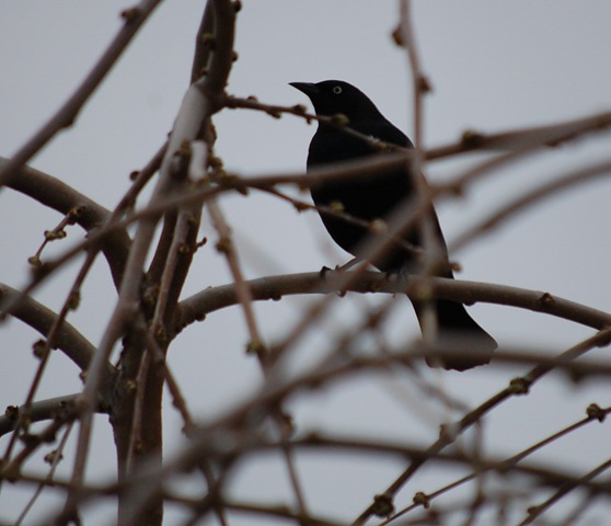 [bird2.jpg]