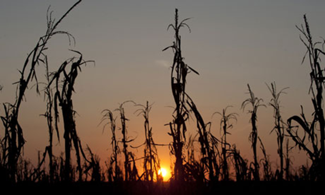 Drought-withered corn stalks in Indiana, August 2012. Saul Loeb / AFP / Getty Images