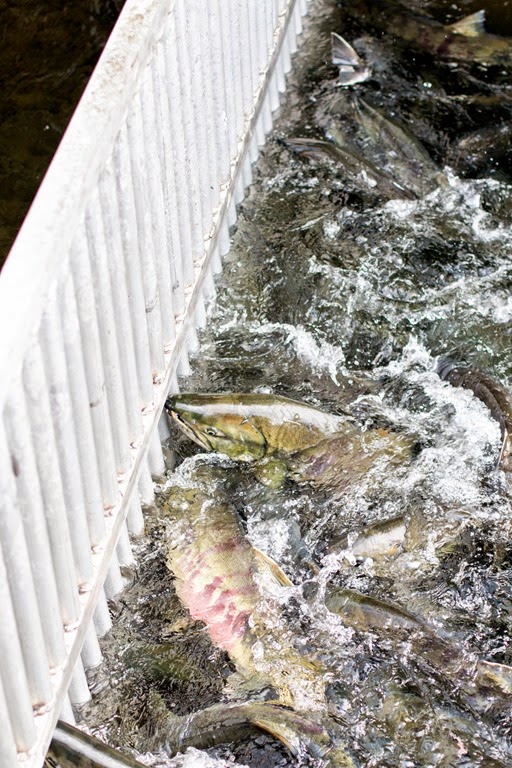 [IMG_1436%255B3%255D.jpg]