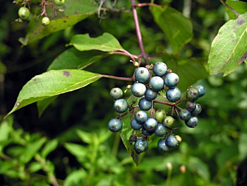 Dogwood+tree+fruit+is+edible