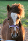 Bukett, april 2011