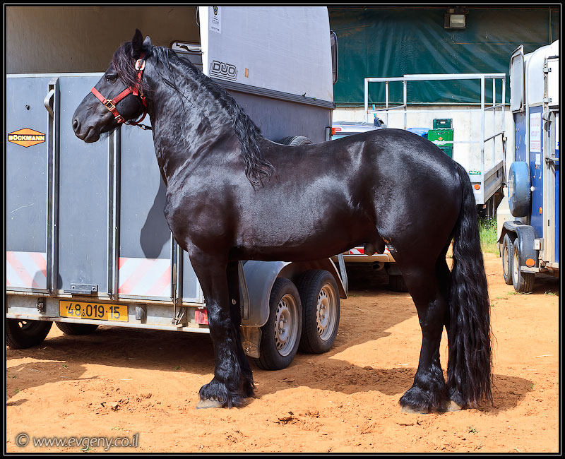 Stallion Show 2011   Лучшие лошади Израиля (foto il  шоу шарон и шфела путешествия выставки музеи фестивали братья наши  20110416 stllion show 002 1984)