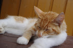 IMGP1172.JPG