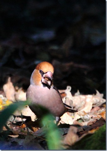 hawfinch