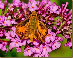 untitled Fiery Skipper- MSB_1383 September 10, 2011 NIKON D300S