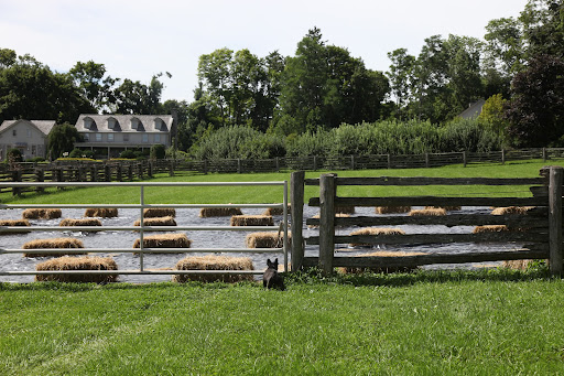 Sharkey!  Something strange is going on in the donkey paddock!