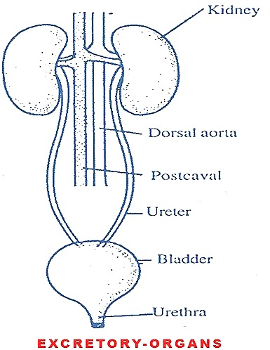BIOZOOM RABBIT EXCRETORY SYSTEM ORGANS