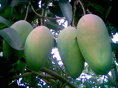 Sahabat Perindu Surga ‿ : manfaat buah mangga bagi kesehatan