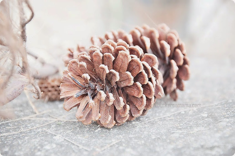 Pine-cones-(1) Pine-cones-(1)