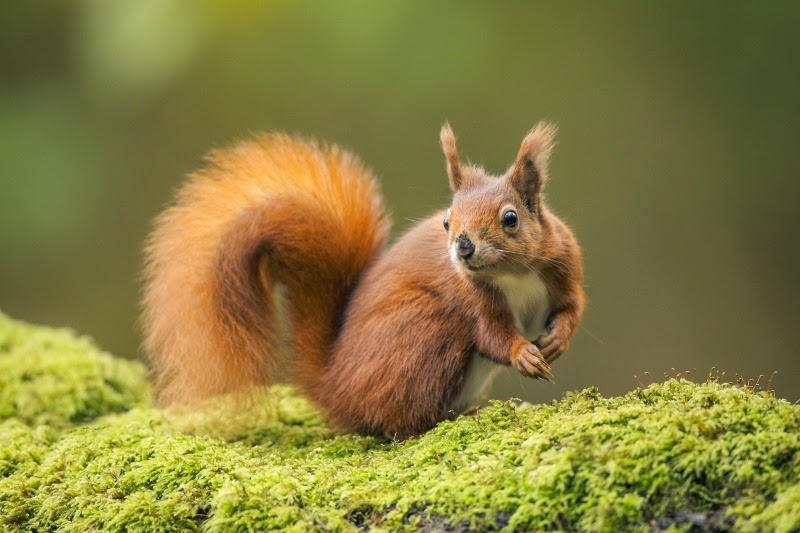 [RED%2520Squirrel_2470%255B5%255D.jpg]
