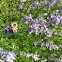 Bumble bee