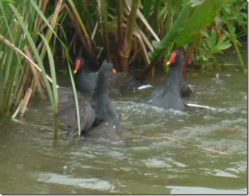 moorhen fight shackerstone