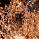 Wolf Spider