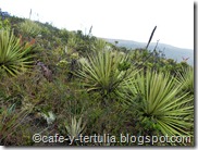 Páramo Cruz Verde