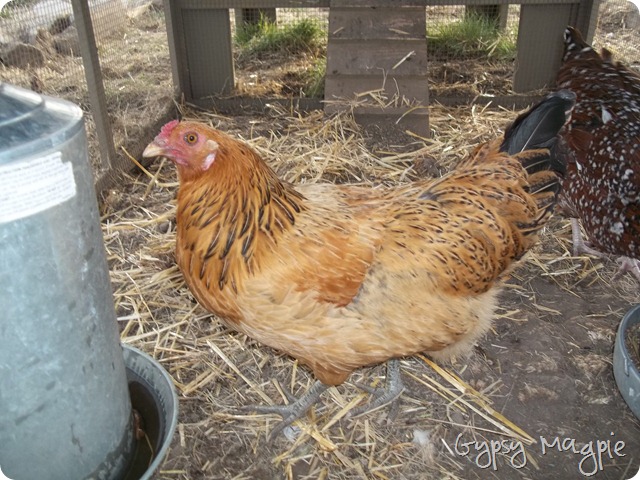 Ameraucana